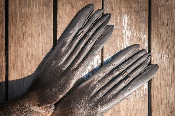 Do Seals Have Claws on Their Flippers? - Do seals have claws?