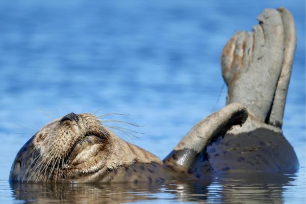 Do Seals Have Claws on Their Flippers?