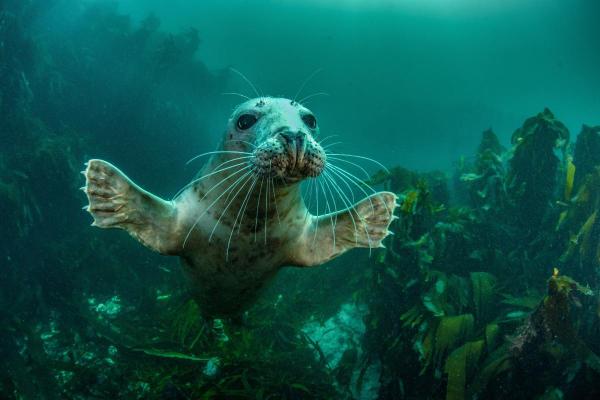 Do Seals Have Claws on Their Flippers? - How many flippers do seals have?