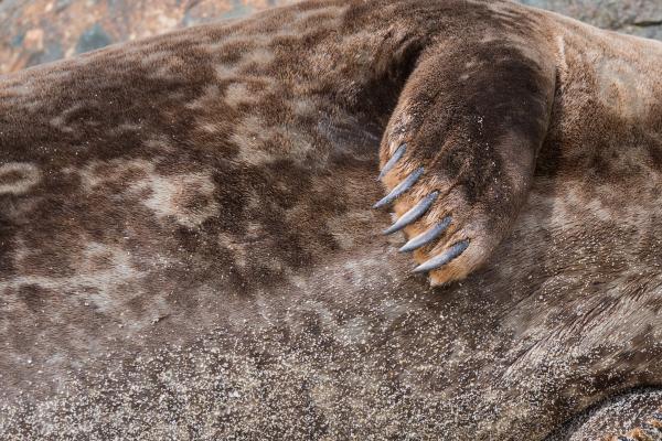 Do Seals Have Claws on Their Flippers? - What are seal claws like?