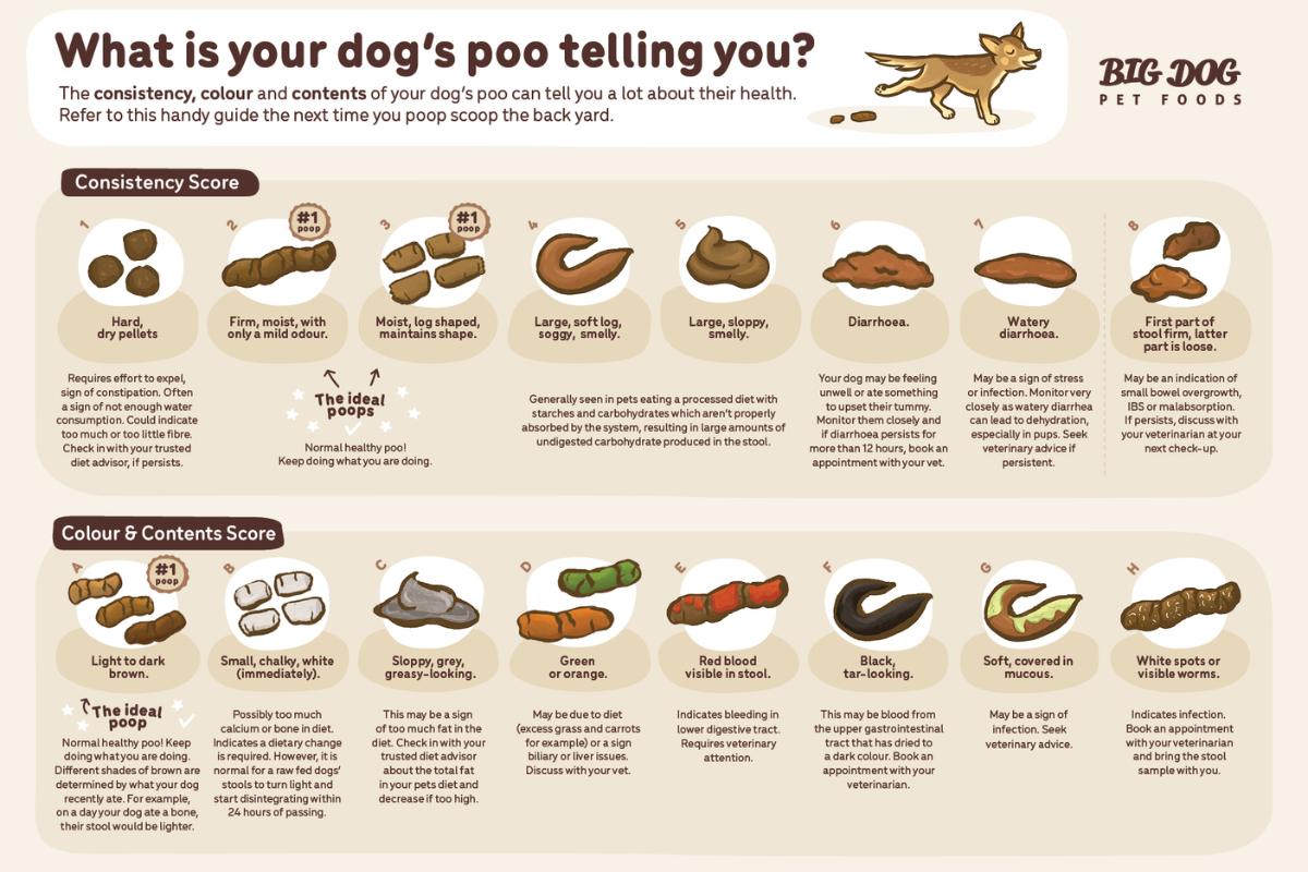 Picture of My Dog's Poop Starts Solid Then Goes Soft - Small Intestine Diarrhea Causes