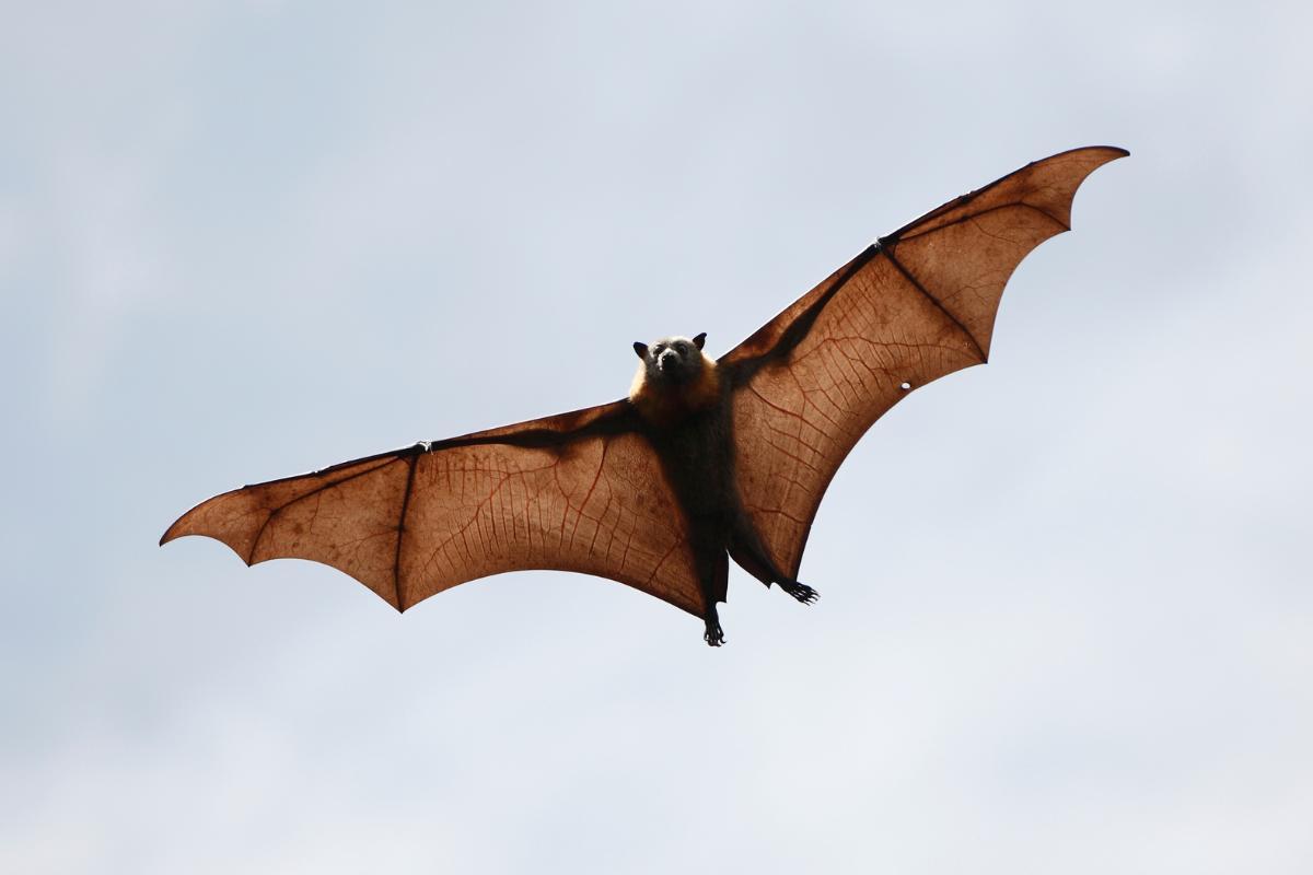 Why Is a Bat a Mammal and Not a Bird?