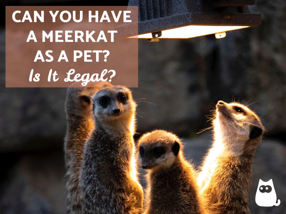Can I Keep a Pet Meerkat?