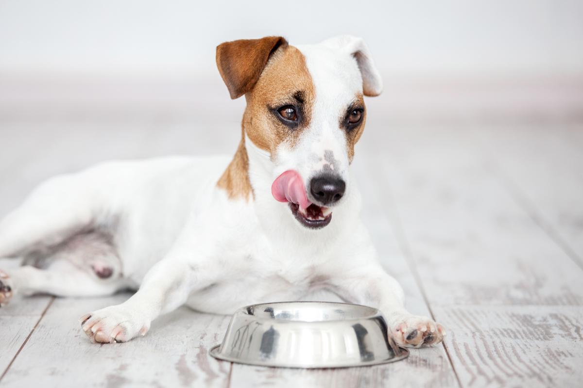 When Is the Best Time to Feed a Dog?