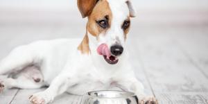 When Is the Best Time to Feed a Dog?