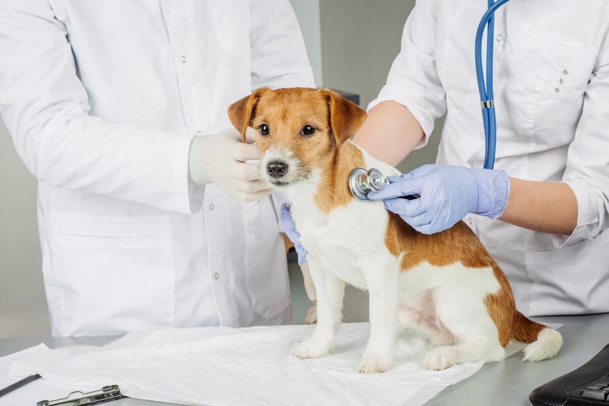 Normal Vital Signs In Dogs