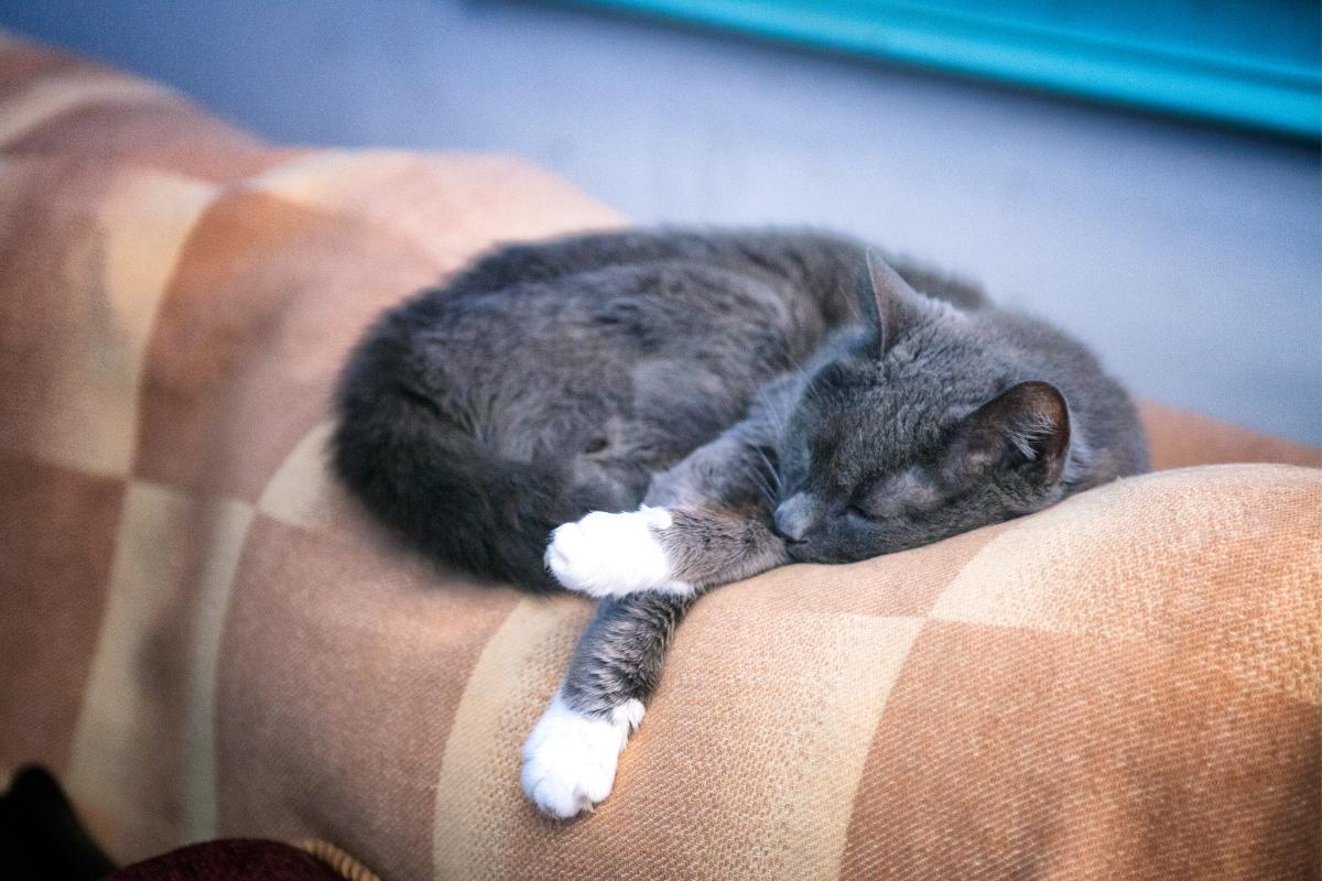 Why Is My Cat Not Eating and Drinking?