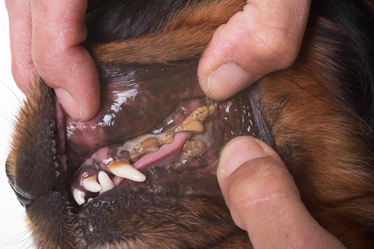 My Dog Has Rotten Teeth - Canine Periodontitis