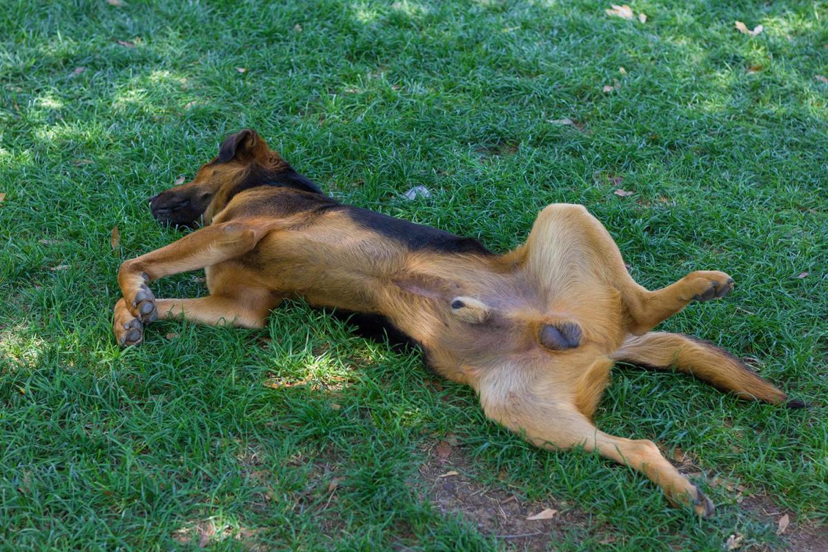 Dog Penis - Anatomy of a Male Dog