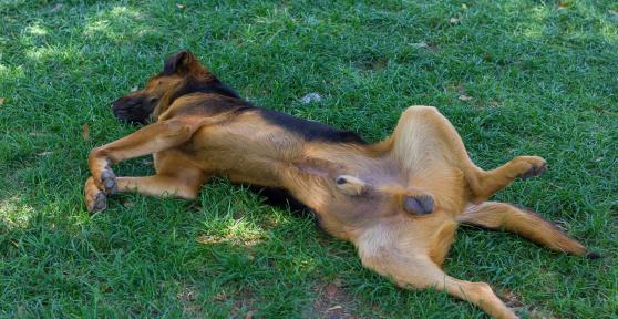 Dog Penis - Anatomy of a Male Dog