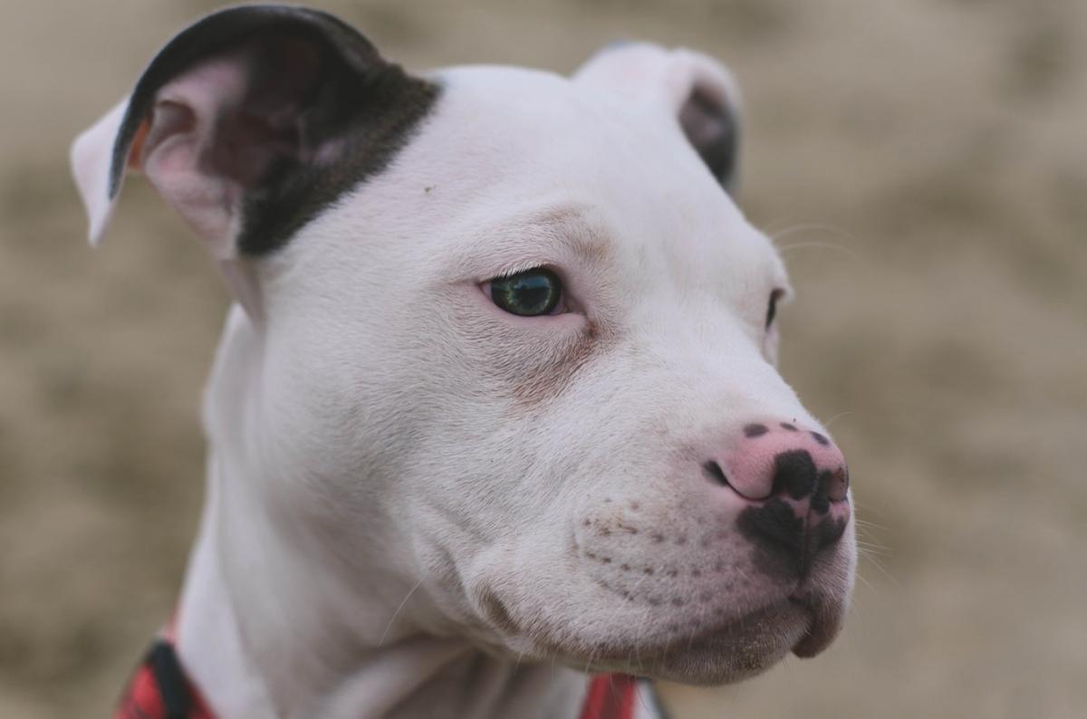 Pit Bull Breeds and Types
