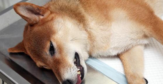 Botulism in Dogs - Symptoms, Diagnosis and Treatment