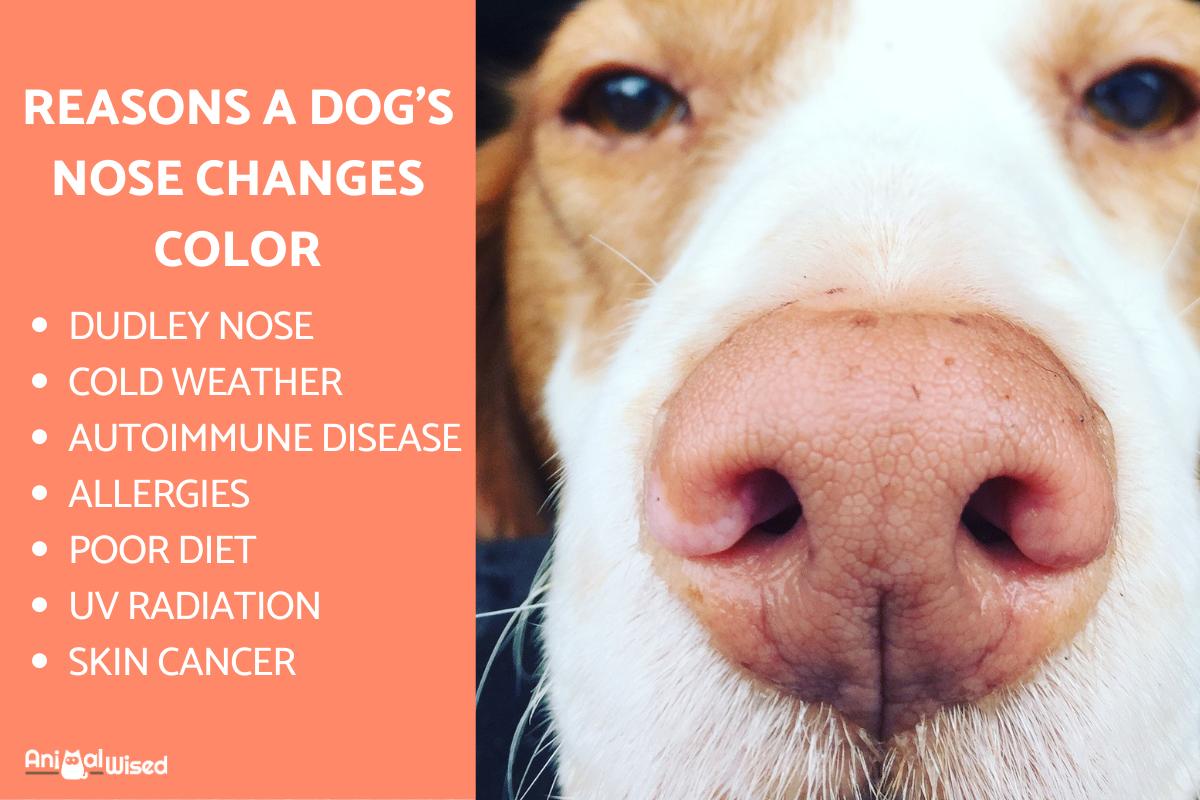 My Dog's Nose is Changing Color