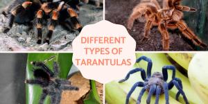 Types of Tarantulas