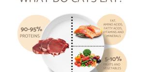 What Do Cats Eat? - Guide to Cat Nutrition