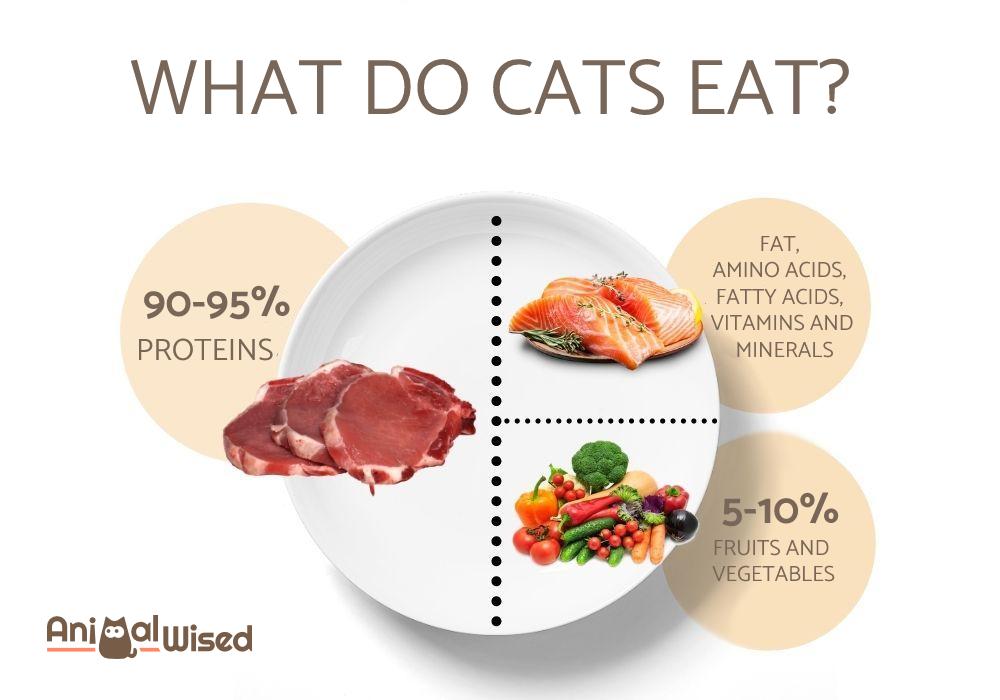 What To Do Cats Eat Food Guide For Cats At Different Stages