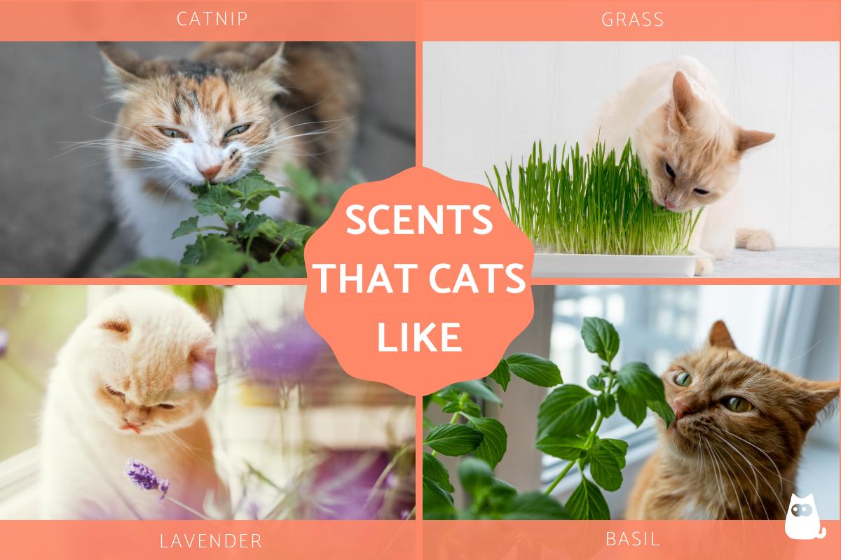 Aromas that Attract Felines