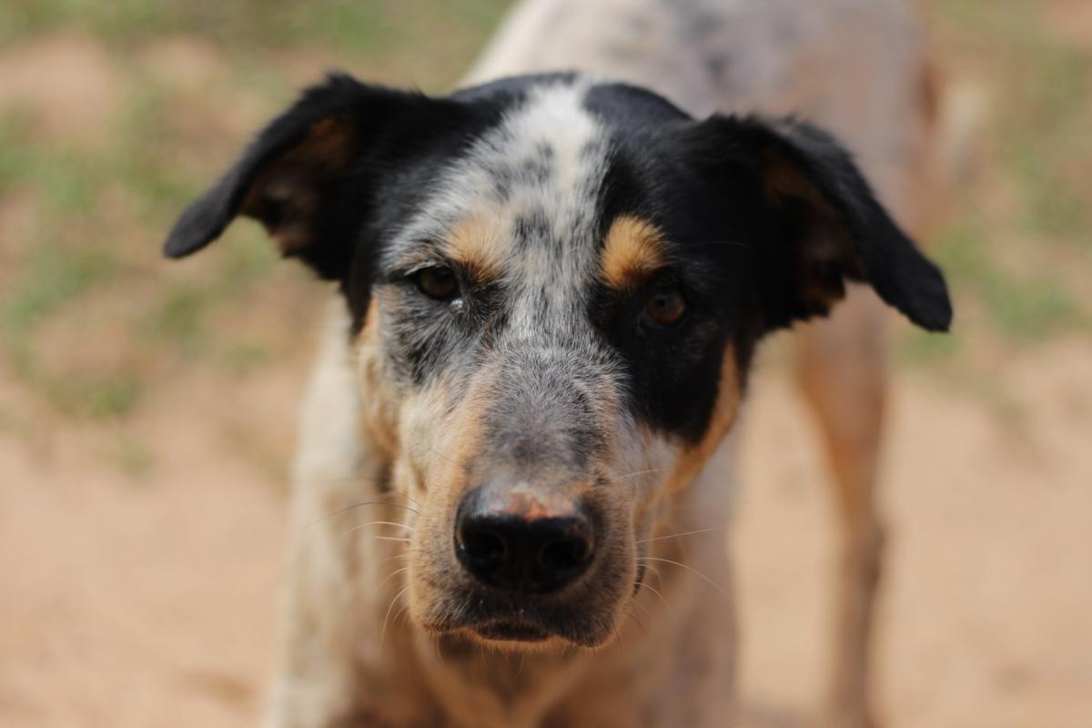Why Does My Dog Have Purple Spots On His Ear?