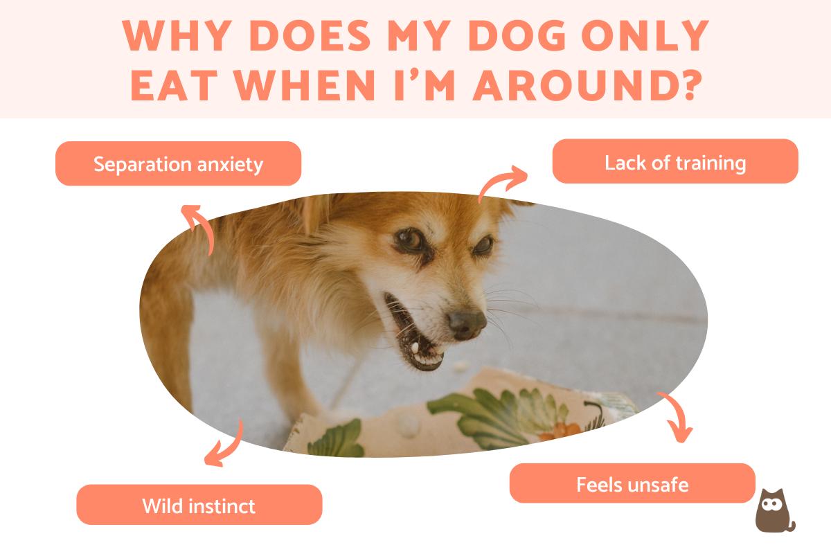 Why Does My Dog Only Eat When I m Around Food Anxiety Causes