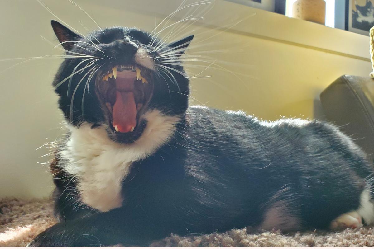 Why Is My Cat Breathing from Their Belly?
