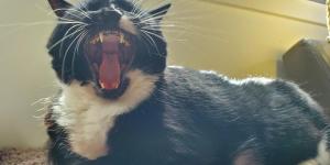 Why Is My Cat Breathing from Their Belly?