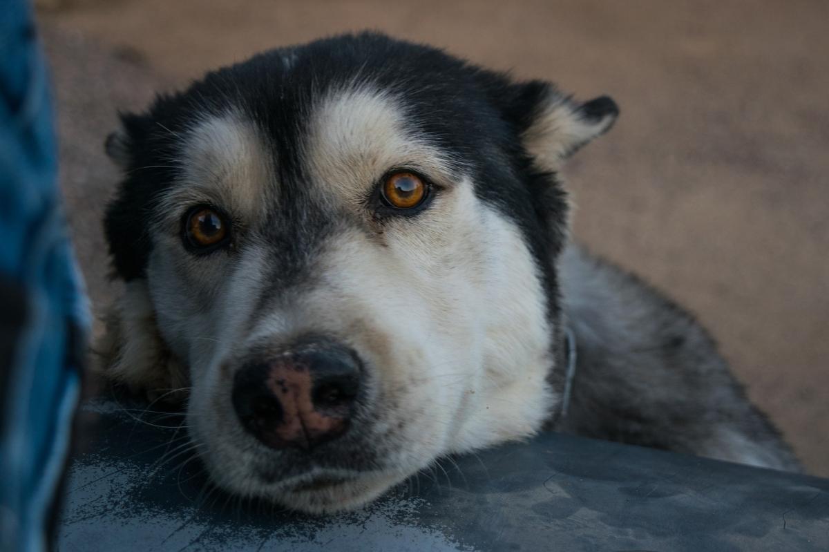 Fungal Infection in Dogs - Systemic and Localized Infections