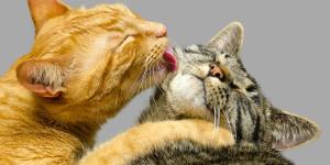 How Long Does It Take for a Cat to Accept a New Kitten?