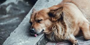 My Dog Died Suddenly With Their Tongue Out