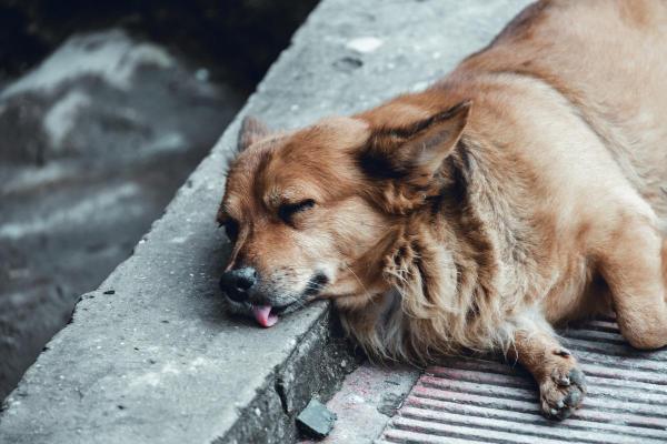 My Dog Died Suddenly With Their Tongue Out