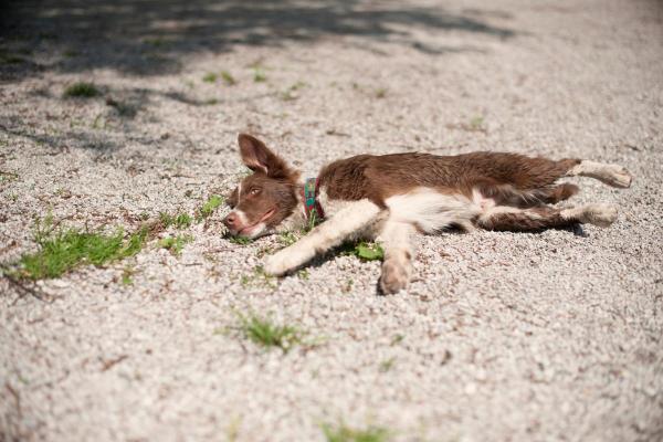 My Dog Died Suddenly With Their Tongue Out - Should you put a dog's tongue back in after death?