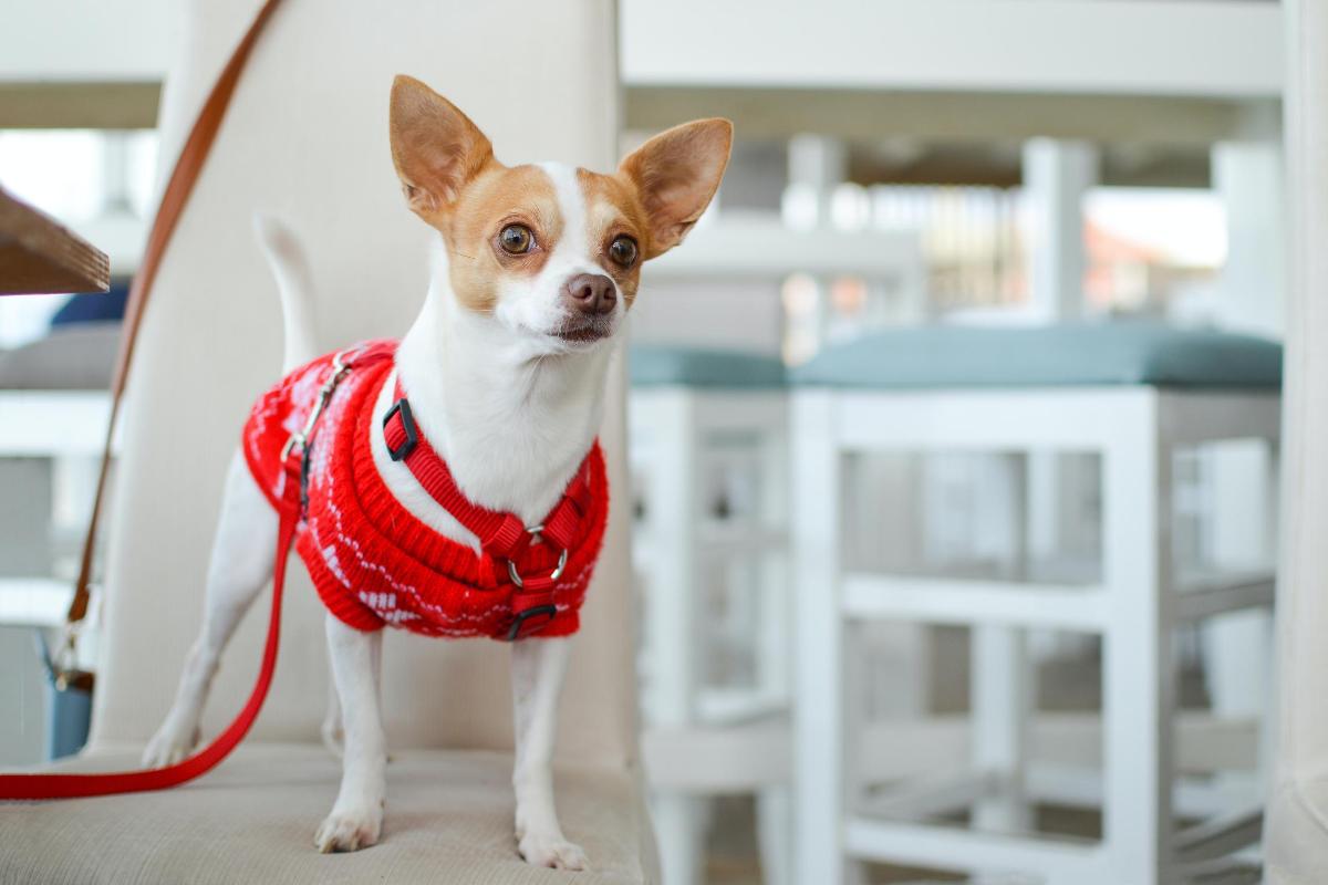 How To Train A Chihuahua