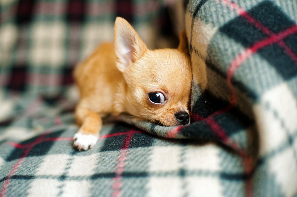 When Do Chihuahuas Stop Growing?