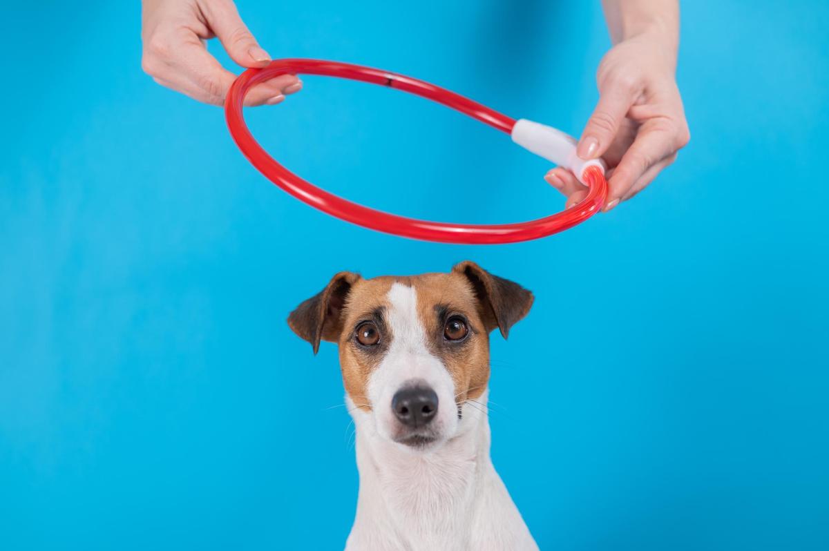 The Best Light Up Dog Collars