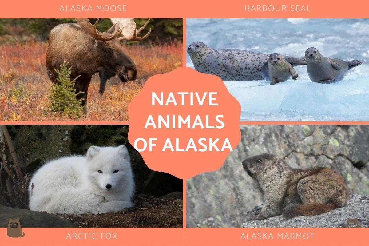 Animals That Live in Alaska