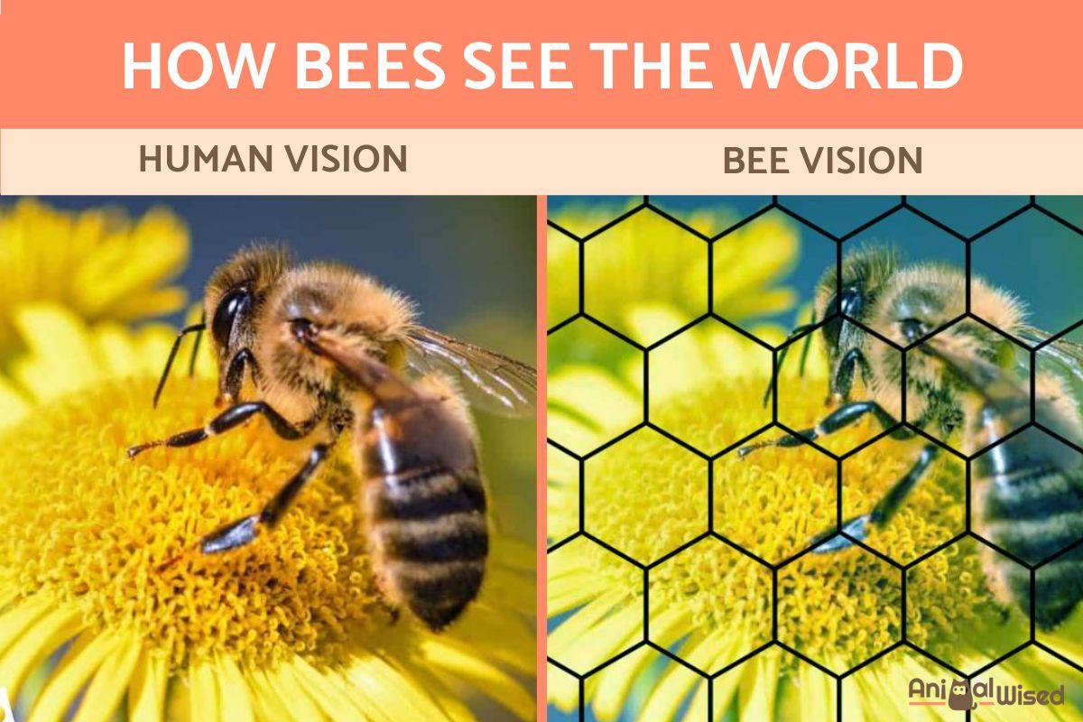 Bees Vision - How Pollinators See the World