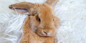 Do Rabbits Sleep?