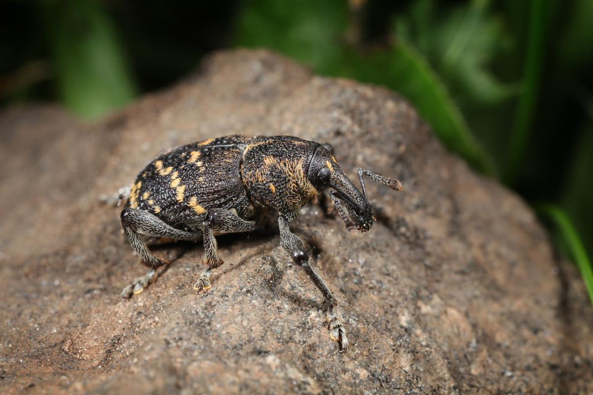 Where Do Beetles Live?