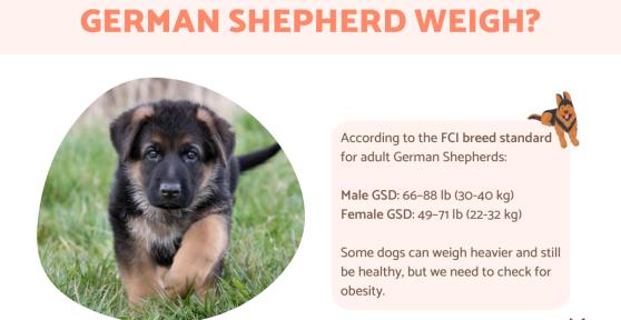 How Much Do German Shepherds Weigh?