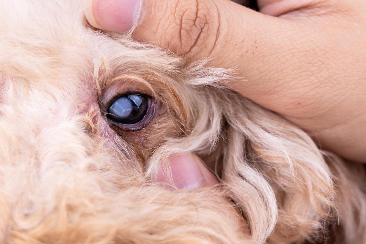Lens Luxation in Dogs - Dislocated Eye Lens in Dogs