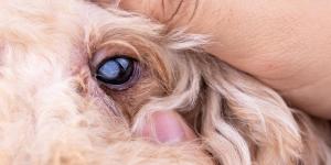 Lens Luxation in Dogs - Dislocated Eye Lens in Dogs