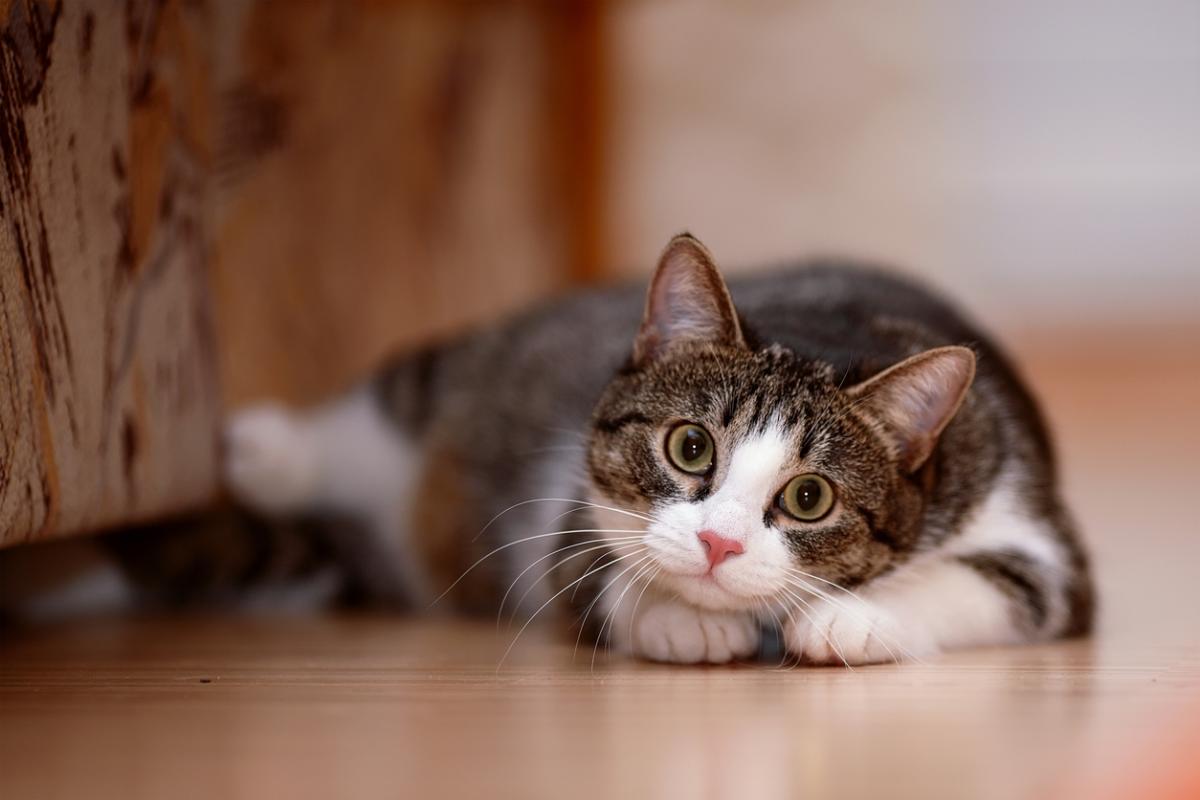 Cornish Names for Cats - With Meanings
