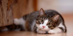 Cornish Names for Cats - With Meanings
