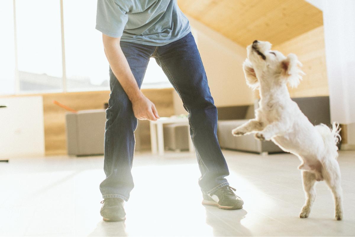 Why Does My Dog Jump and Bite Me?