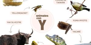 Animals Beginning With Y