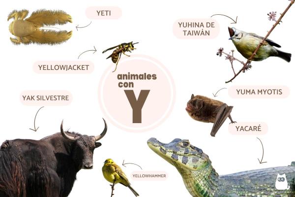 Animals Beginning With Y