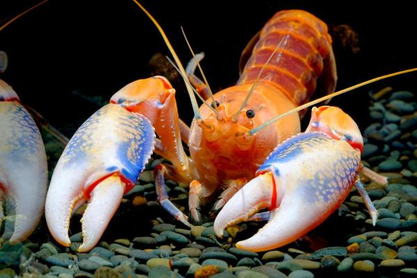 Animals Beginning With Y - Common yabby (Cherax destructor)