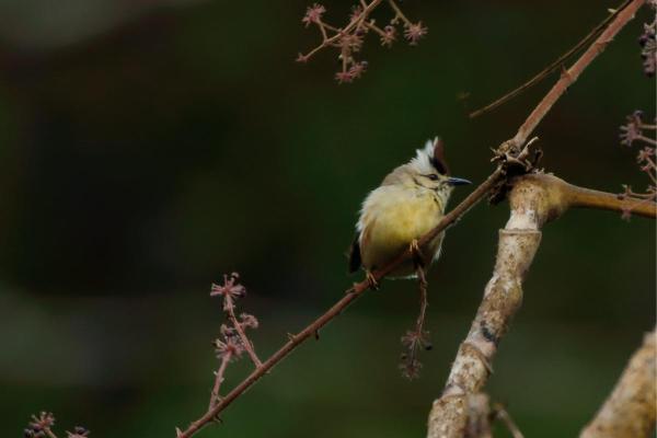 Animals Beginning With Y - Taiwanese yuhina (Yuhina brunneiceps)