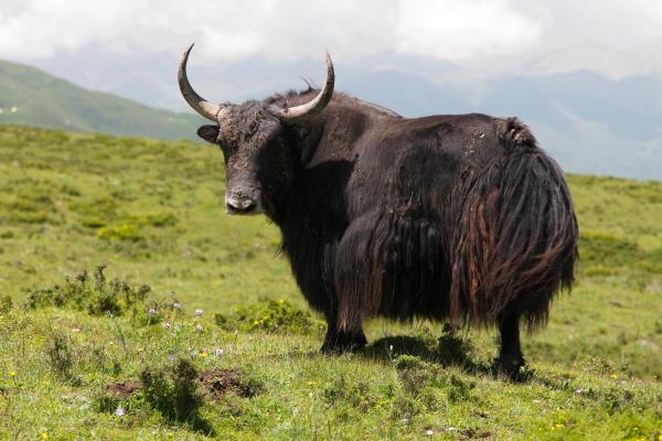 Animals Beginning With Y - Wild yak (Bos mutus)