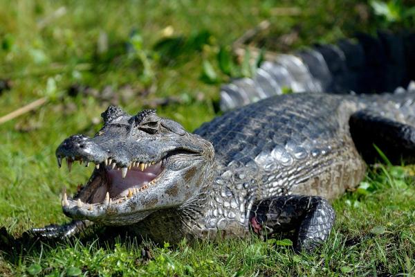 Animals Beginning With Y - Yacare caiman (Caiman yacare)