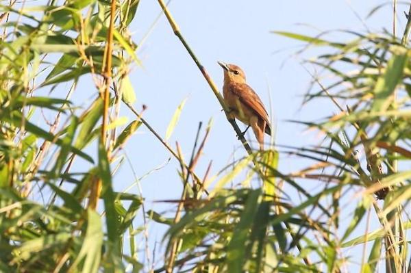 Animals Beginning With Y - Yap cicadabird (Edolisoma nesiotis)